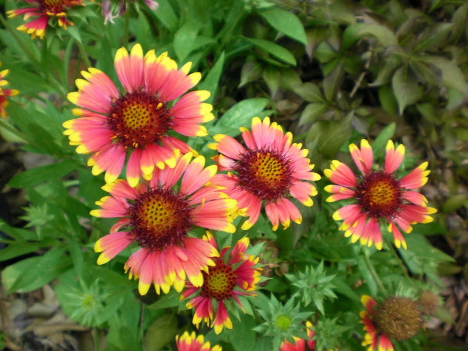 Гайлардия остистая многолетняя