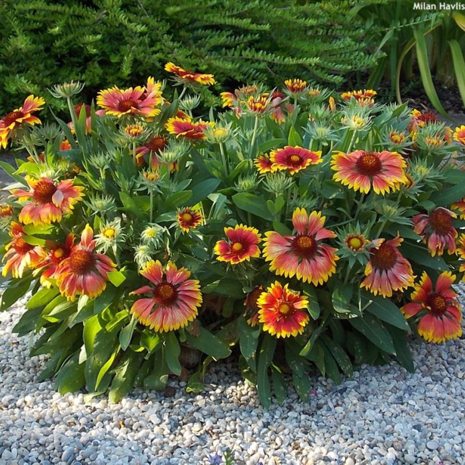 Гайлардия остистая