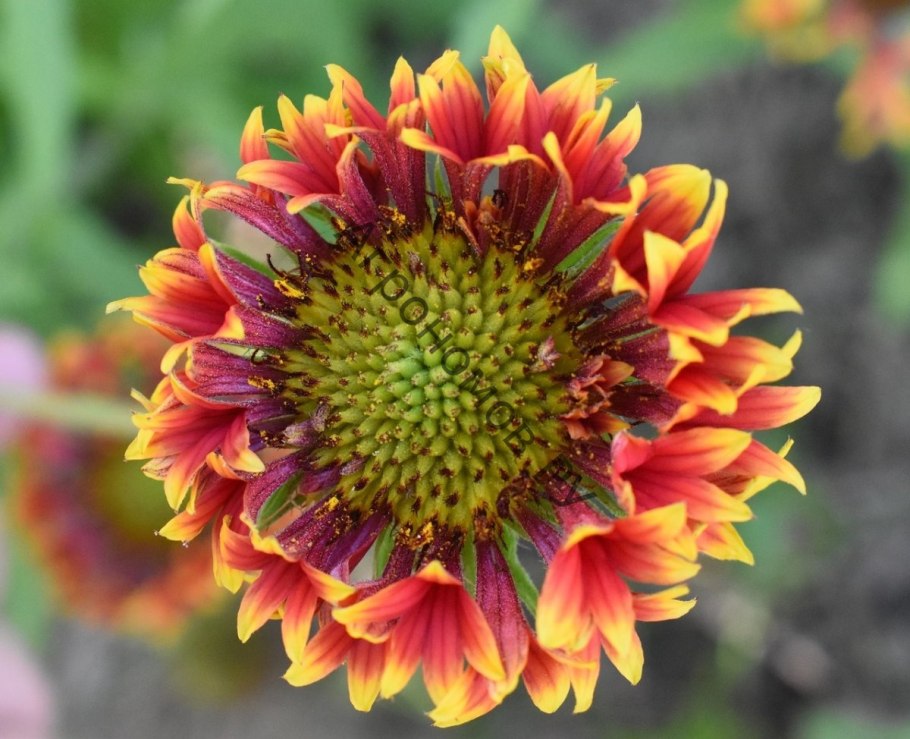 Гайлардия "Tokajer"