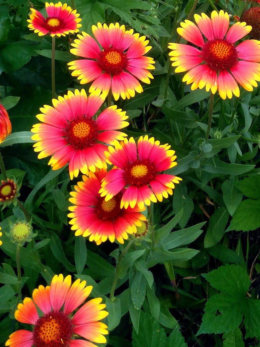 Гайлардия гибридная Бургундер