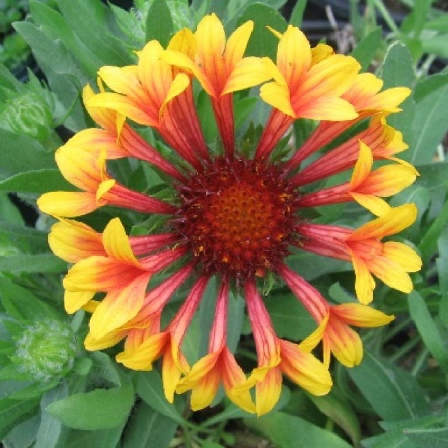 Гайлардия Gaillardia Fanfare