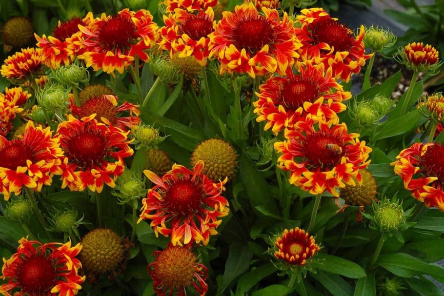 Гайлардия цветок многолетник