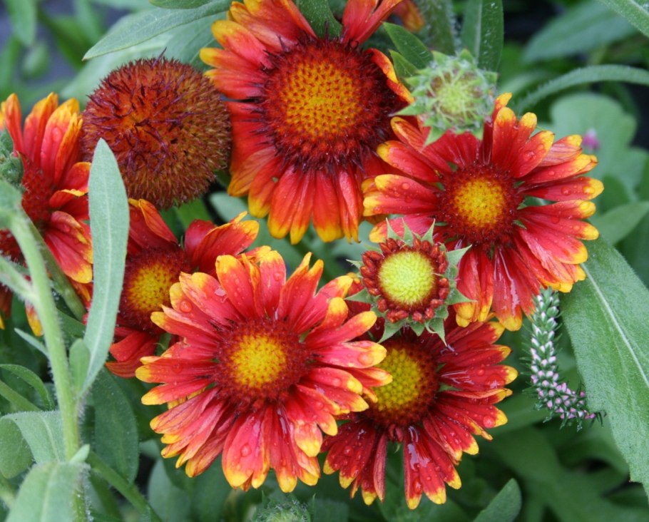 Гайлардия гибридная Бремен