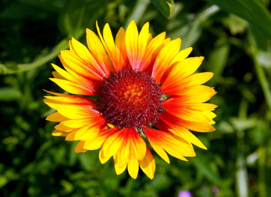 Гайлардия грандифлора Аризона