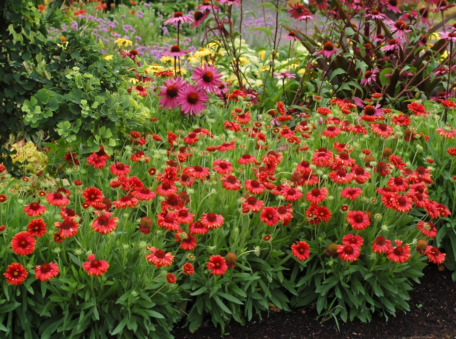 Гайлардия остистая многолетняя