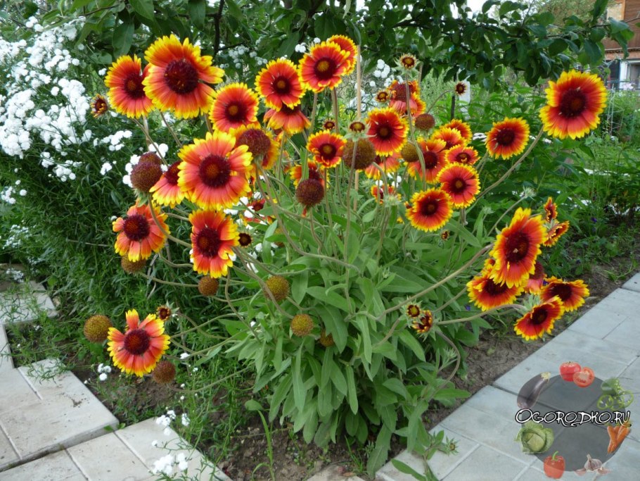 Гайлардия цветок многолетник