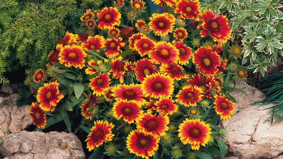 Гайлардия Меза Йеллоу