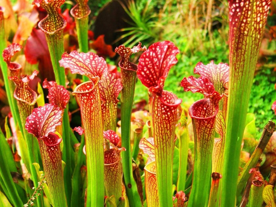 Саррацения пурпурная