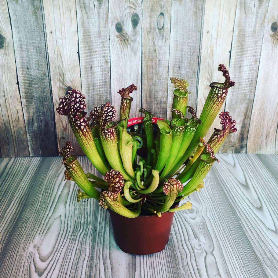 Саррацения Фарнхами