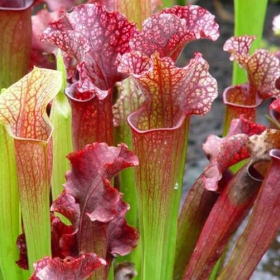Саррацения (Sarracenia)