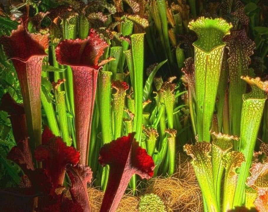 Мухоловка саррацения