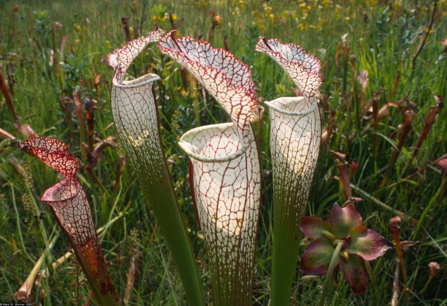 Холонкоя цветок