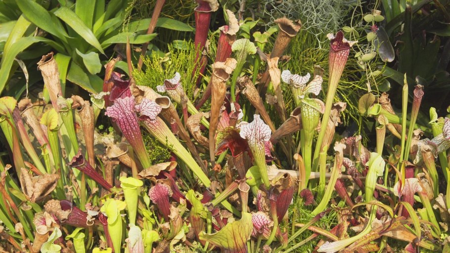 Саррацения на болоте