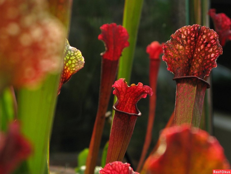 Суккулент хищник