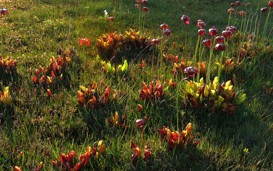 Саррацения цветок-хищник