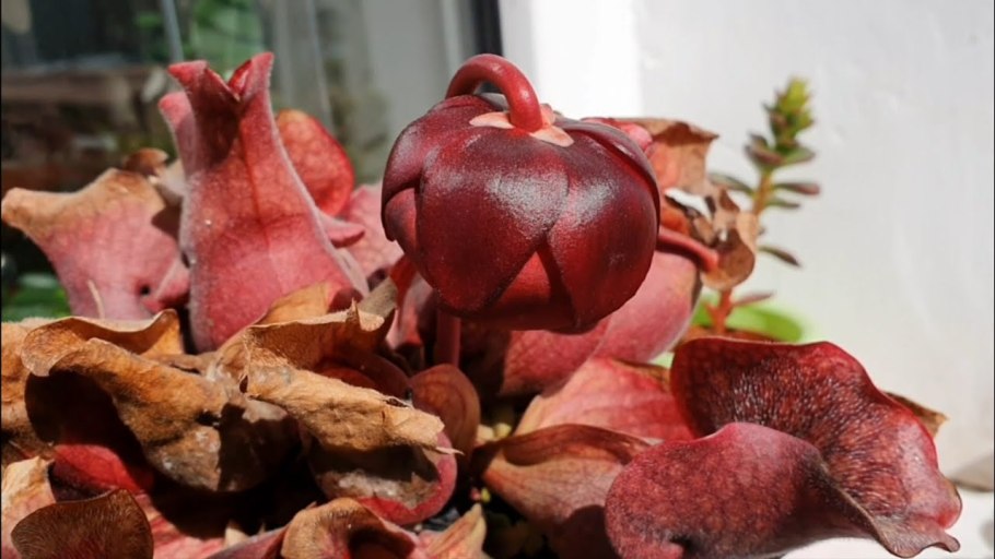 Саррацения дарлингтония