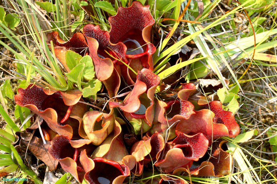 Саррацения пситтацина