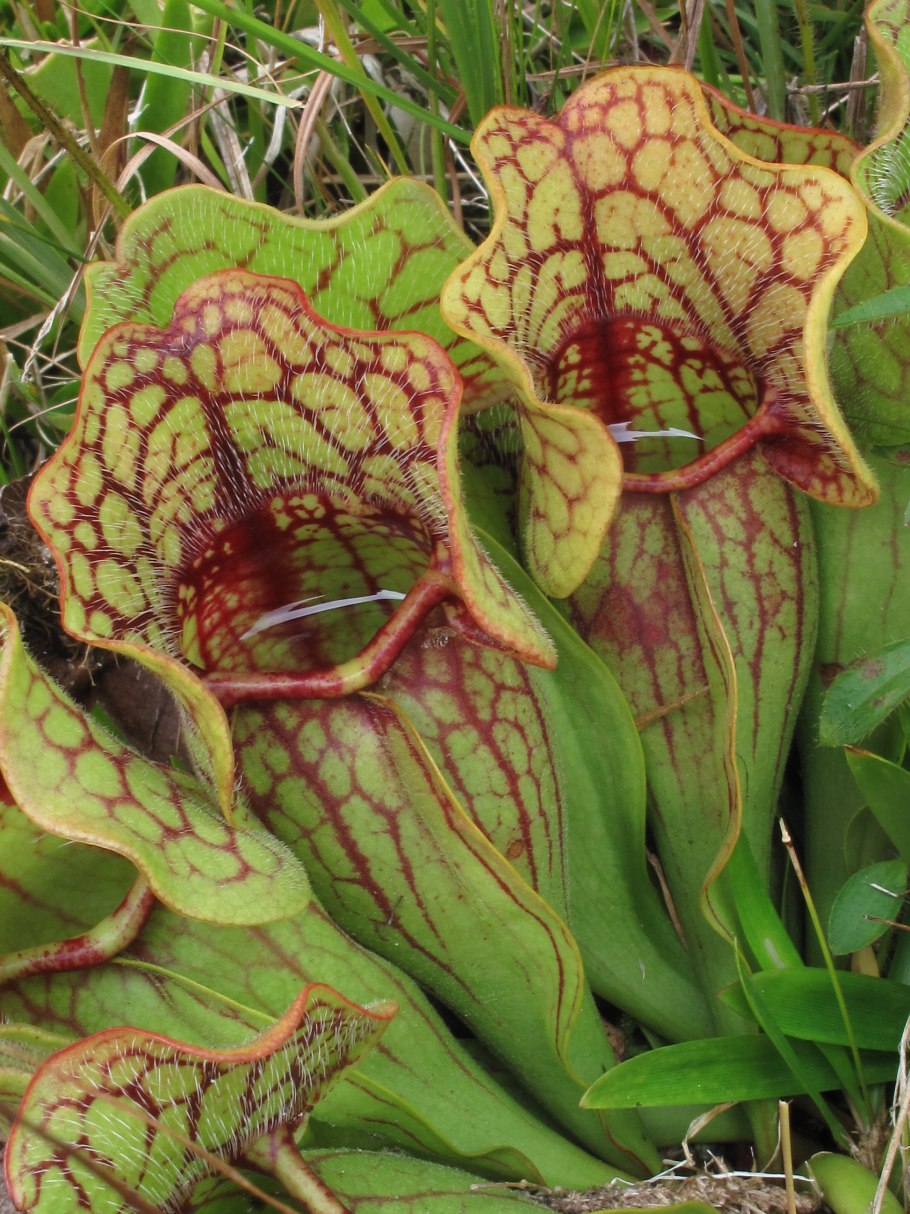 How to grow Pitcher Plants