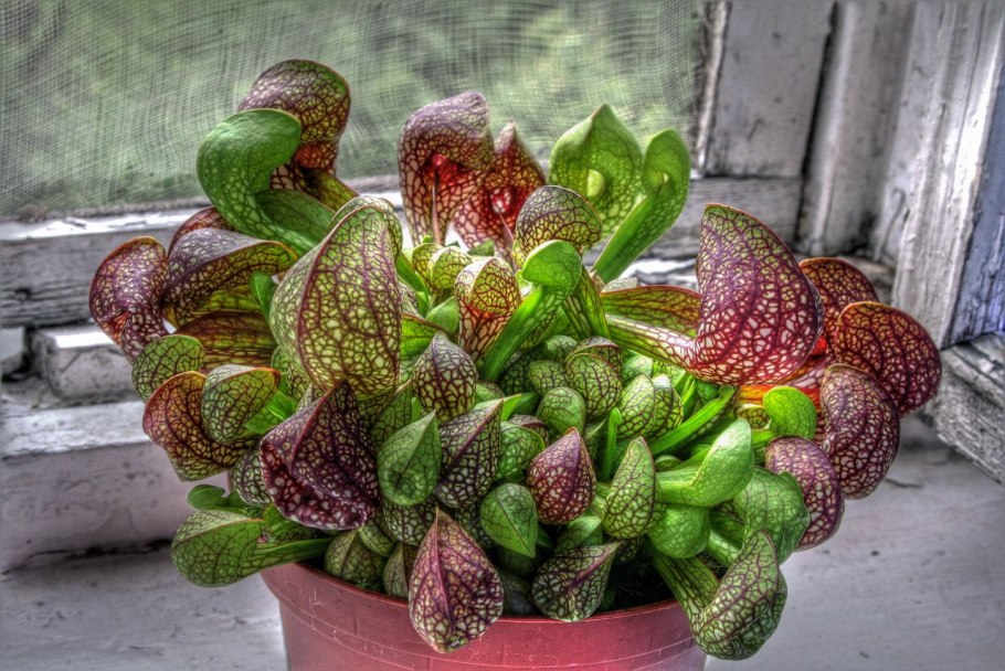 Саррацения гелиамфора