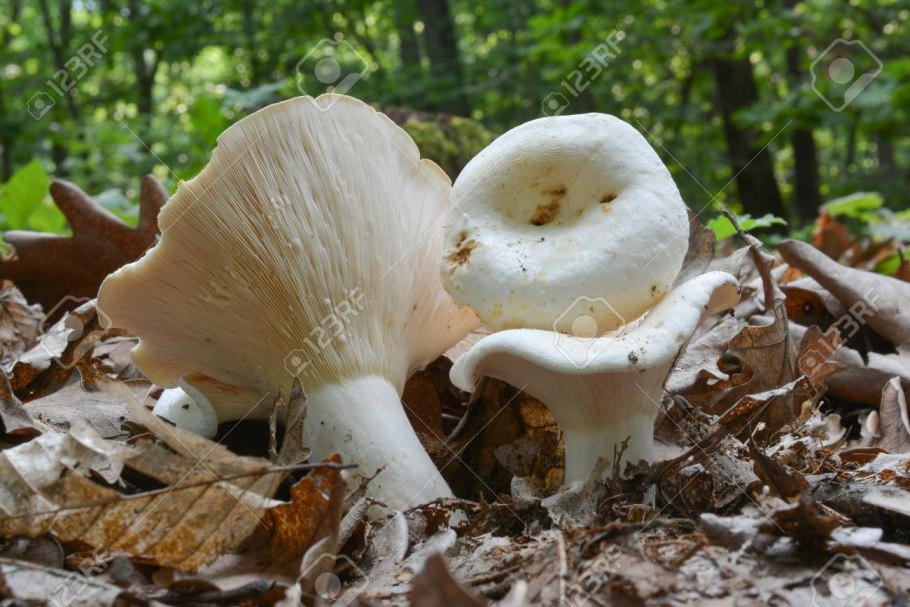 Lactarius citriolens