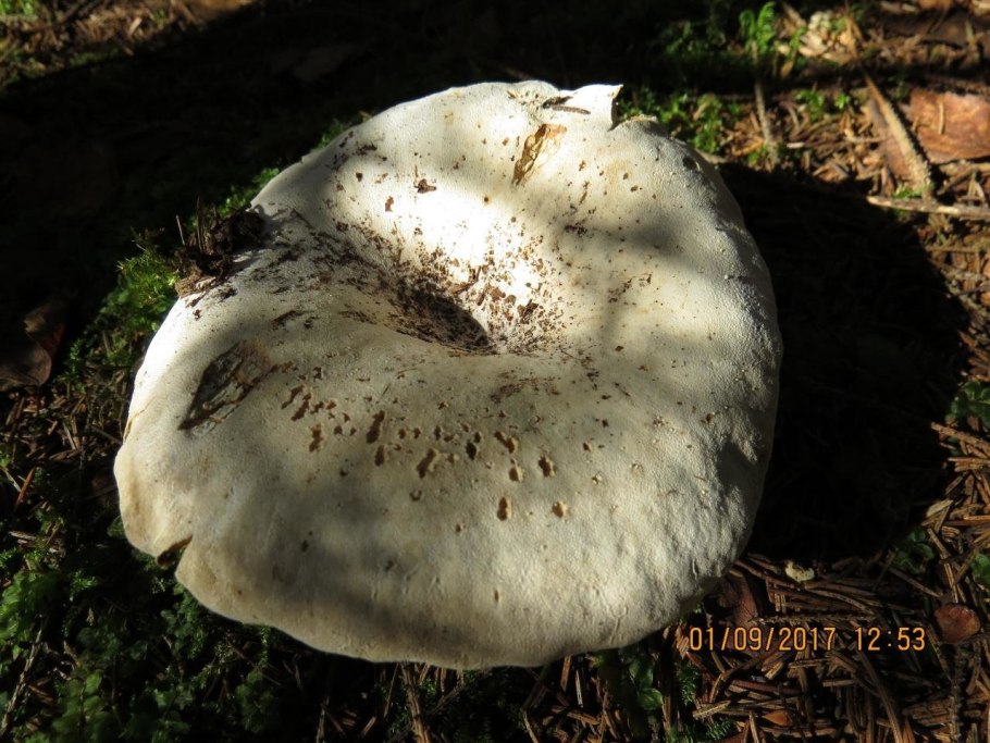 Груздь ложный скрипица