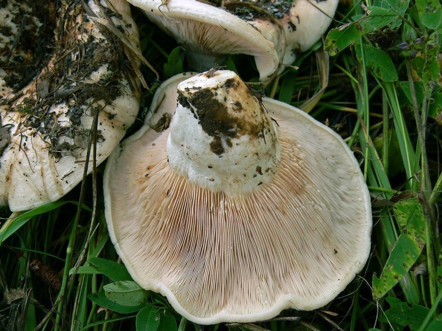 Russula Delica (подгруздок белый)