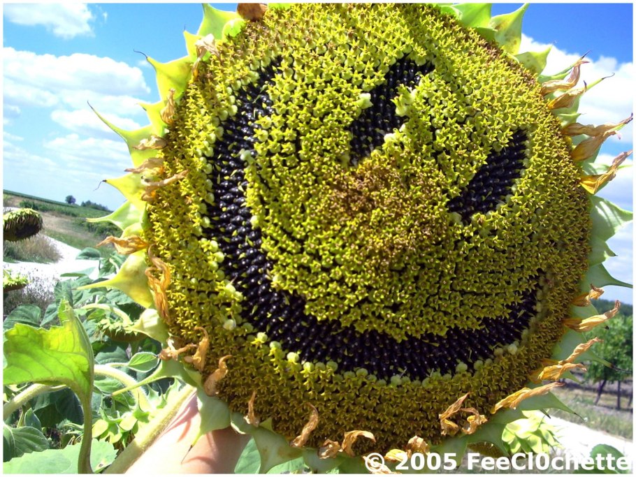 Подсолнечник f1 Арлекин