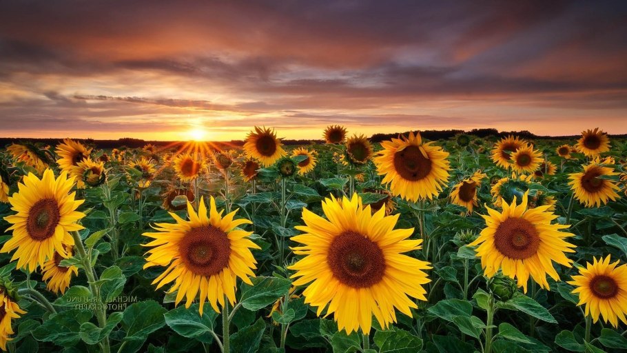 Семена подсолнечника нхк12м010