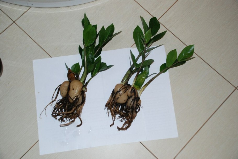 Cut out Potted Flower Zamioculcas zamiifolia PNG vegetation