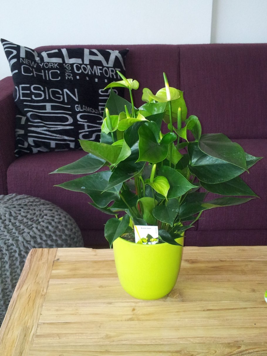 Антуриум принцесса Алексия