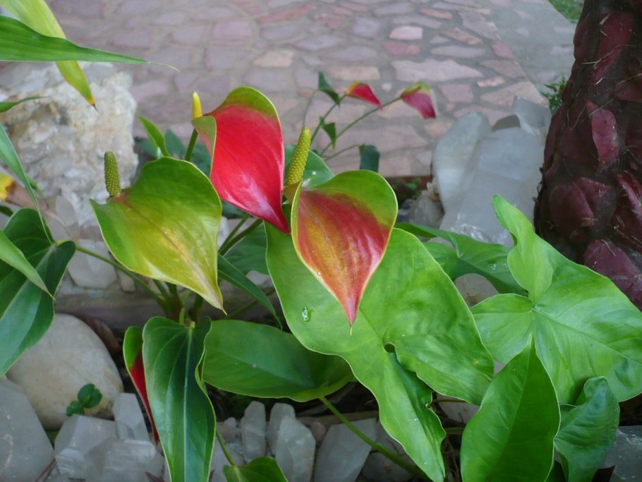 Антуриум Грин Квин