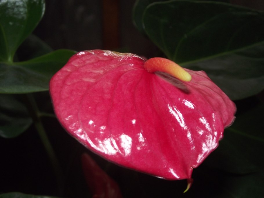 Антуриум принцесса Алексия Жаде