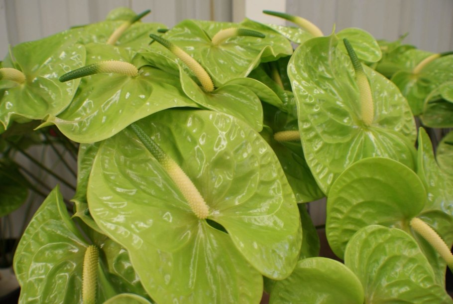 Антуриум Андре