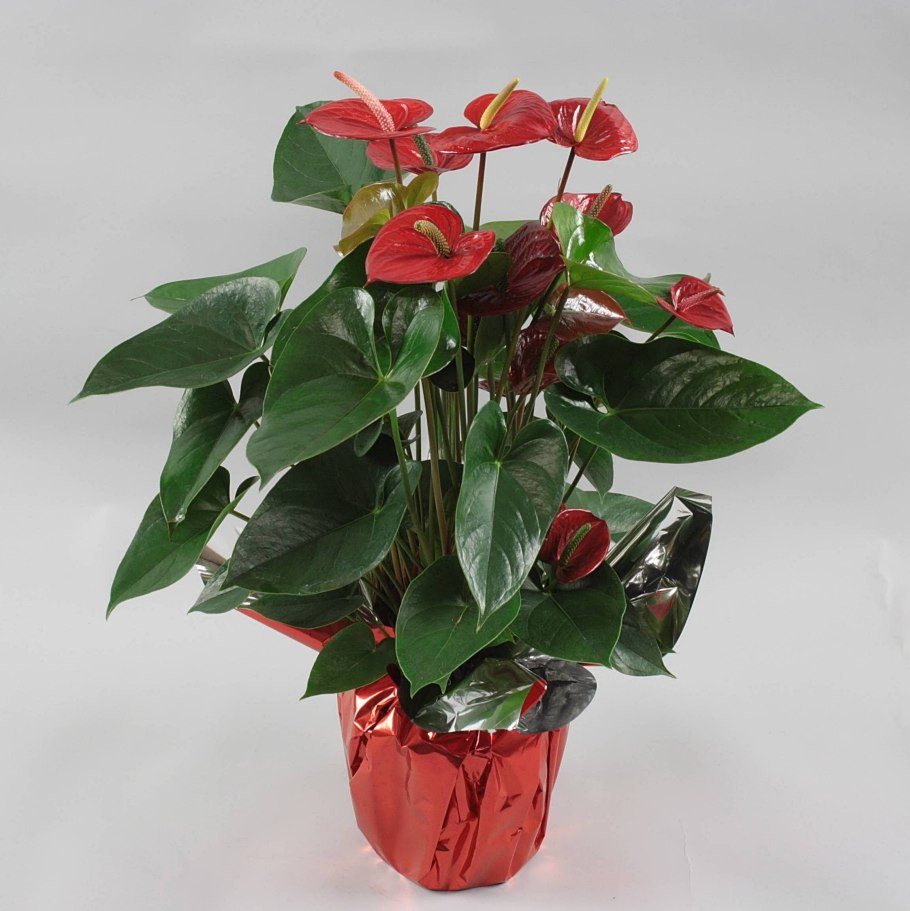 Антуриум Андрианум Калифорния