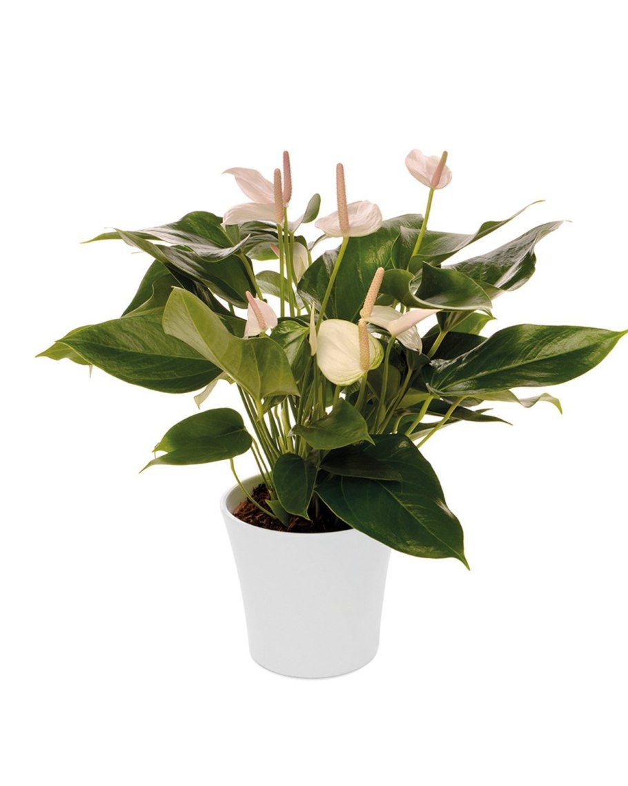 Антуриум Жаде зеленый