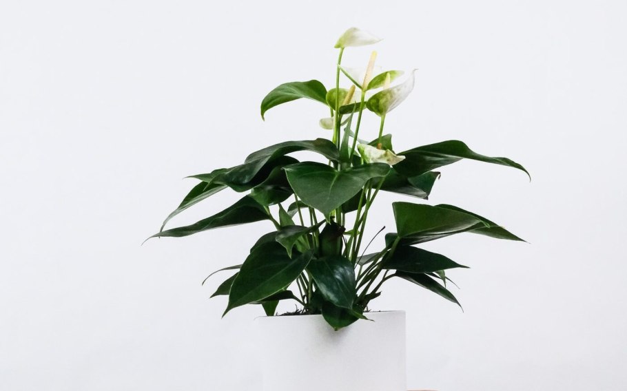 Антуриум принцесса Алексия