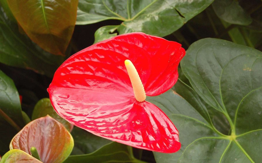 Антуриум Майне