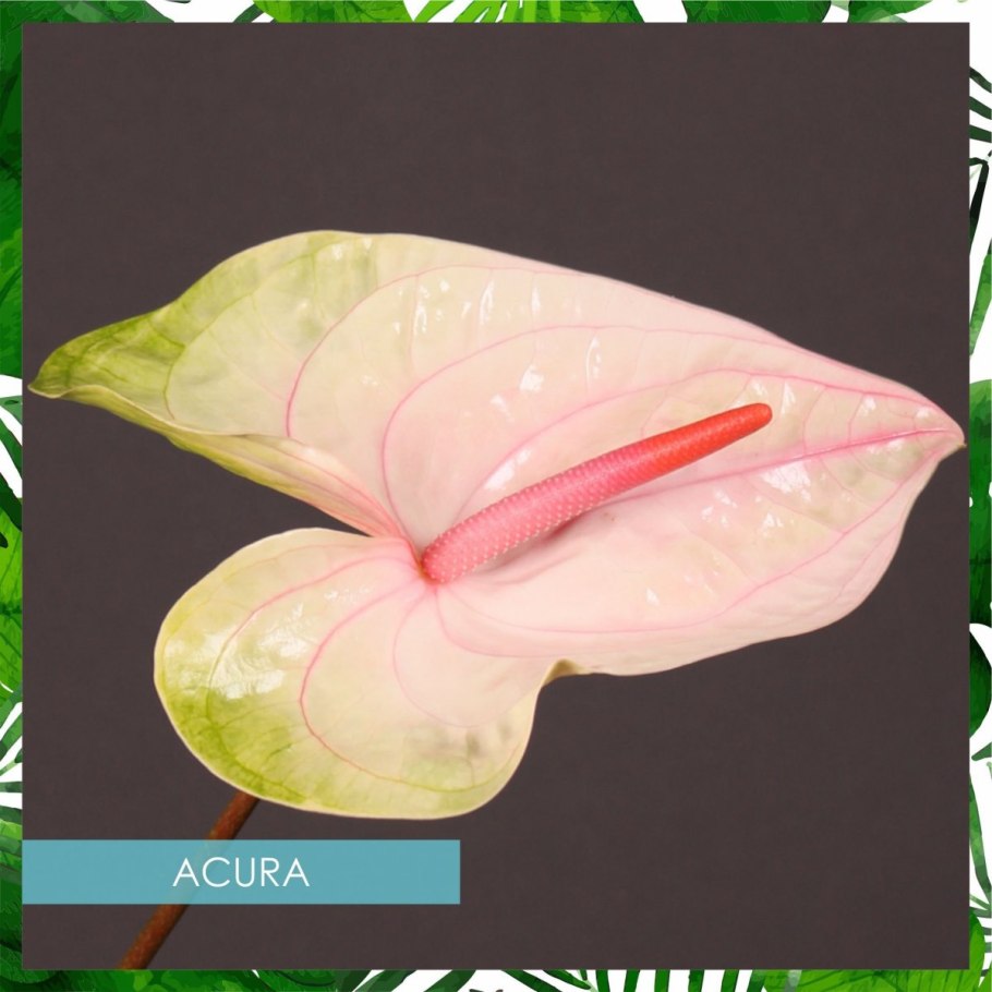 Антуриум желтый Пикассо