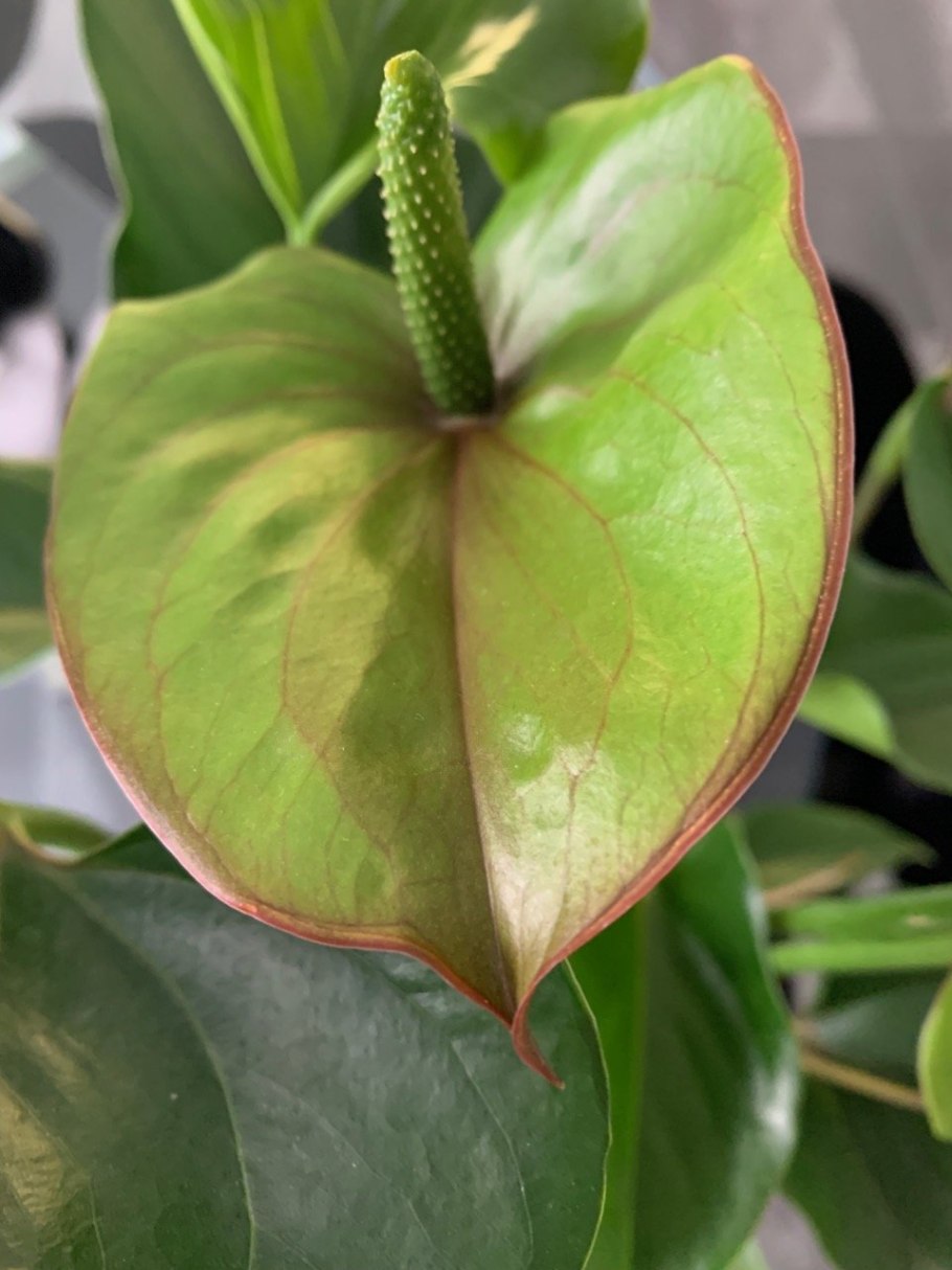 Антуриум принцесса Алексия