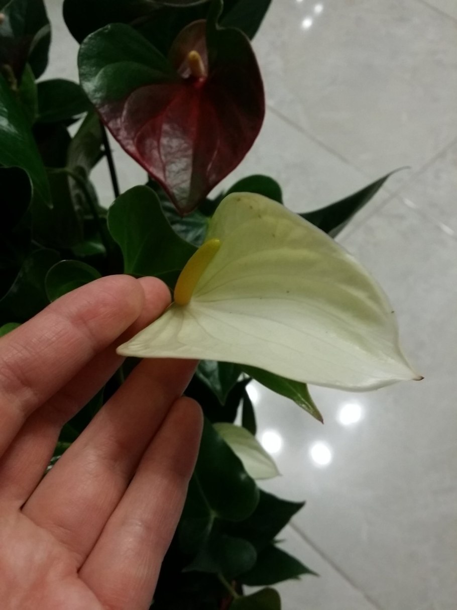 Антуриум Bugatti Red