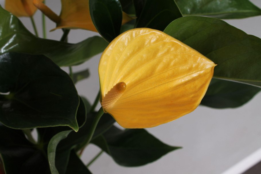 Антуриум принцесса Амалия Пинк