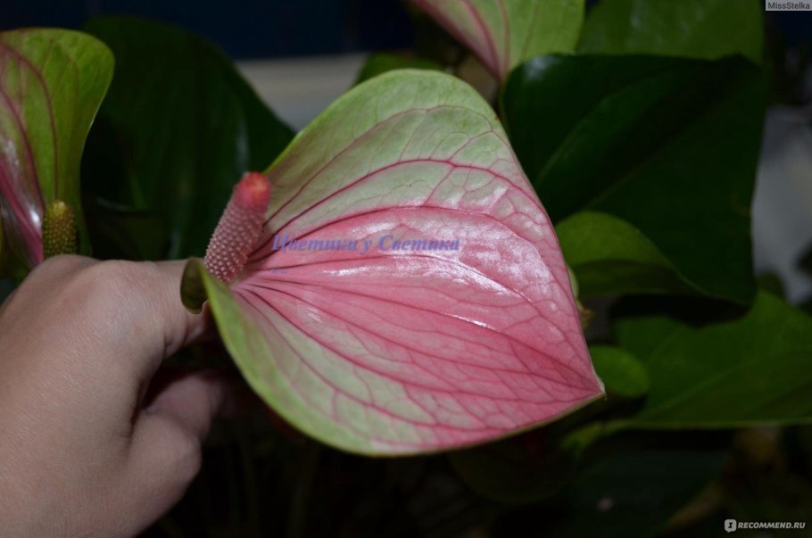 Цветок Антуриум красный его предназначение для человека