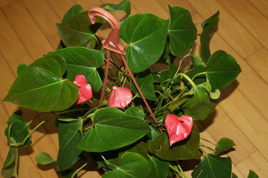 Антуриум мозаик Квин