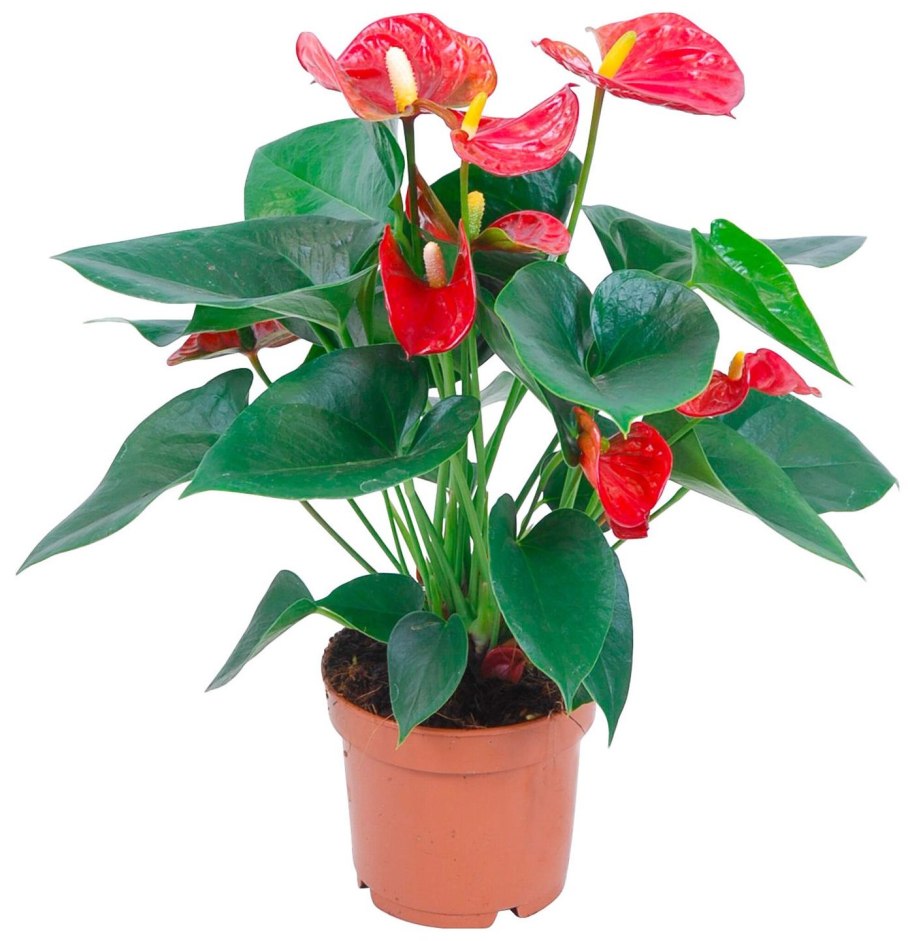 Антуриум Андрианум чемпион красный