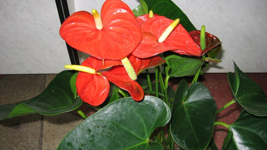 Антуриум Мейн