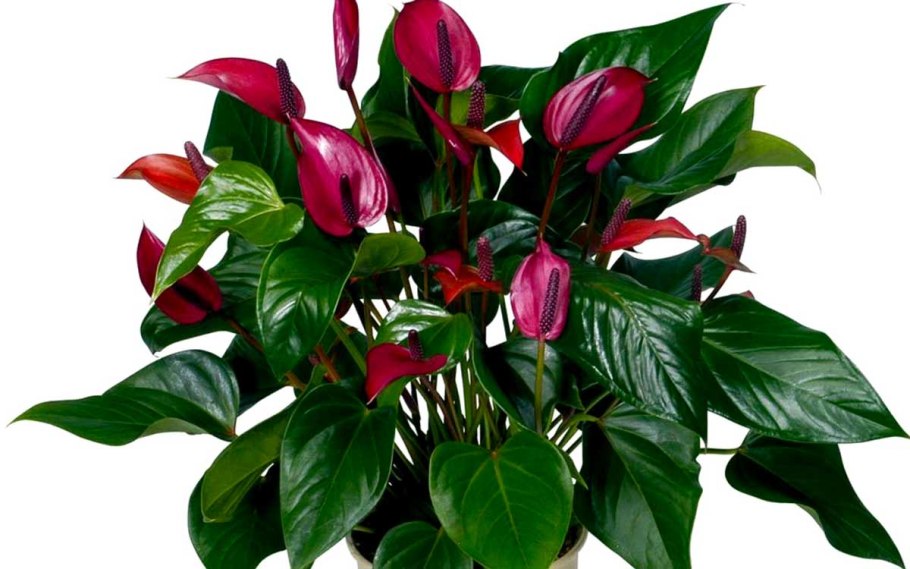 Антуриум Андрианум ред Виннер