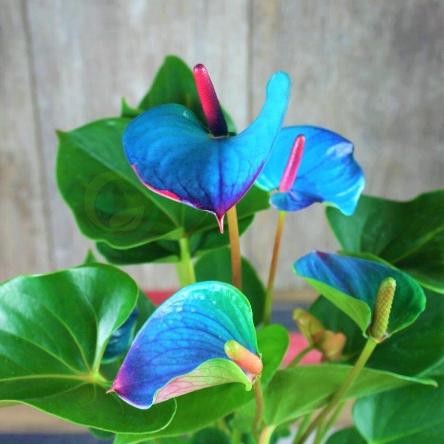 Антуриум Ротшильда