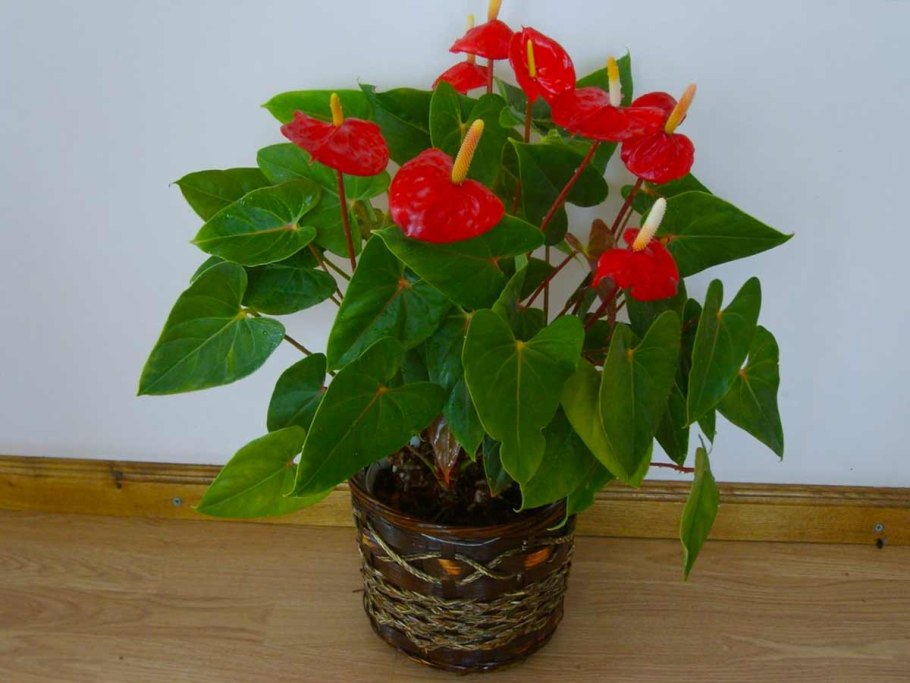 Антуриум Пикассо Блю