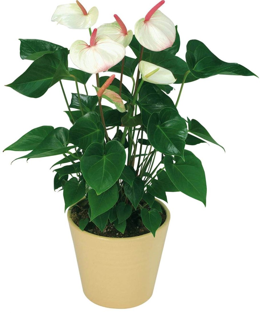 Антуриум Аляска