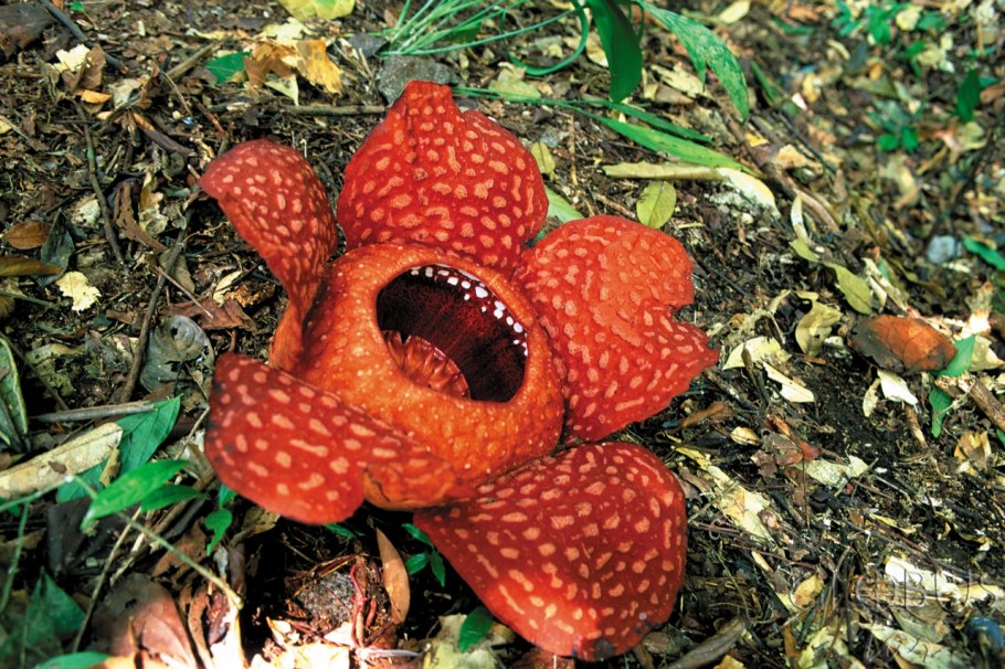 Цветок раффлезия Малайзия